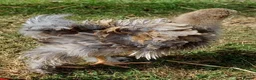 Chickens poultry for sale: Frizzle Brahma chicks  in Whitchurch - Advert 2