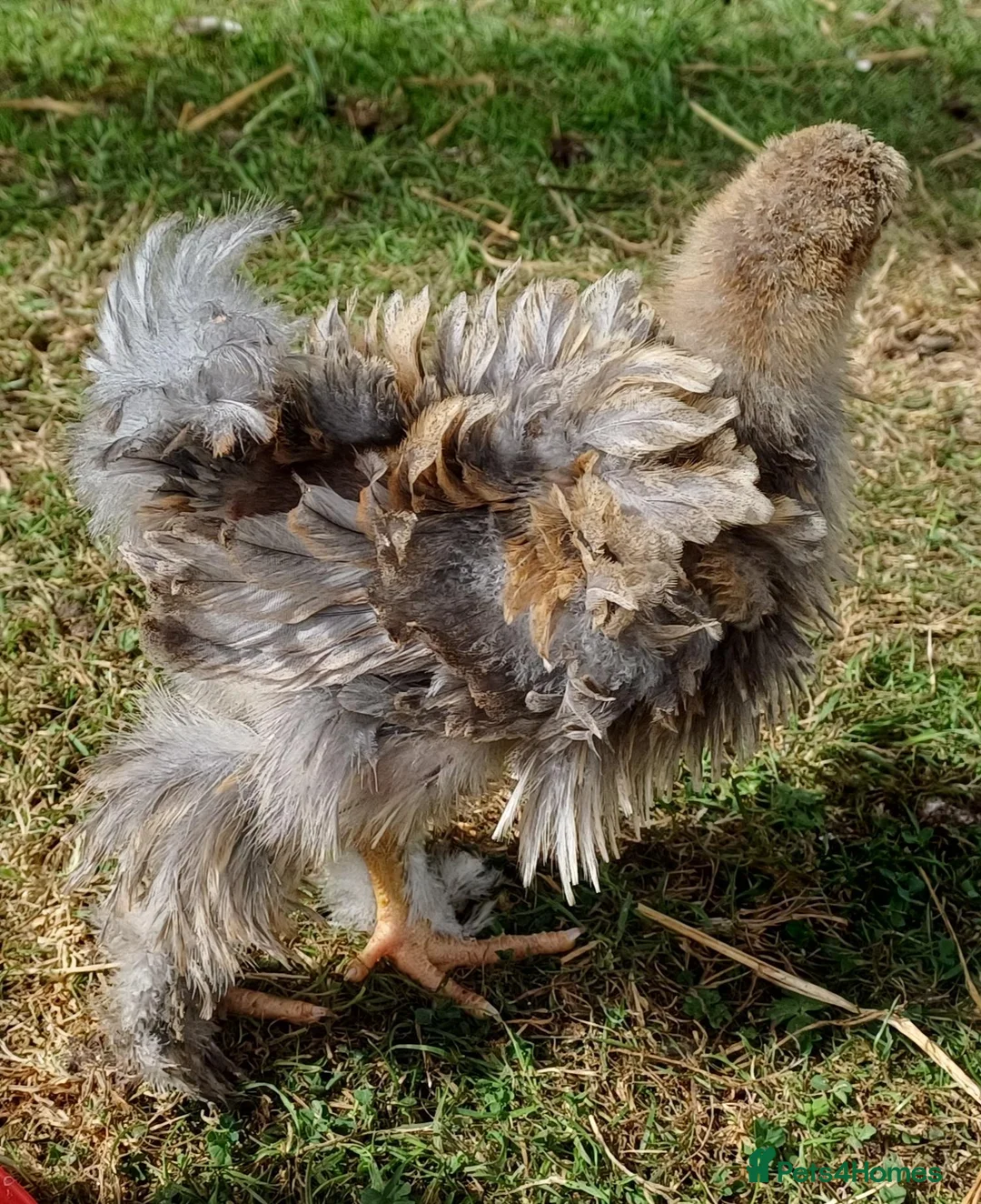 Chickens poultry for sale: Frizzle Brahma chicks  in Whitchurch - Advert 2