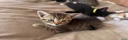 Mixed Breed cats for sale: 5 beautiful kittens  - Advert 15