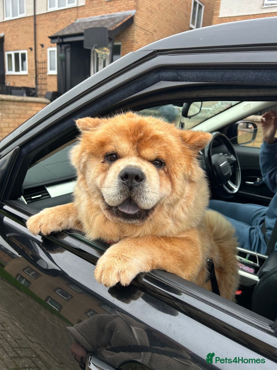Chow Chow dogs for sale: Black chow chow carrying chocolate  - Image 11