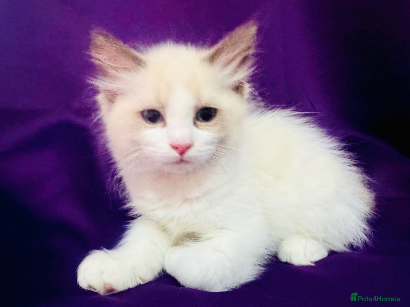 Ragdoll cats GCCF registered Ragdolls - Advert 1