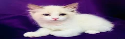Ragdoll cats for sale: GCCF registered Ragdolls - Advert 10