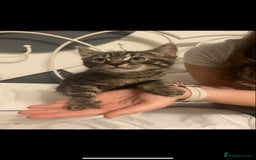 Mixed Breed cats for sale: Beautiful kittens  - Image 7