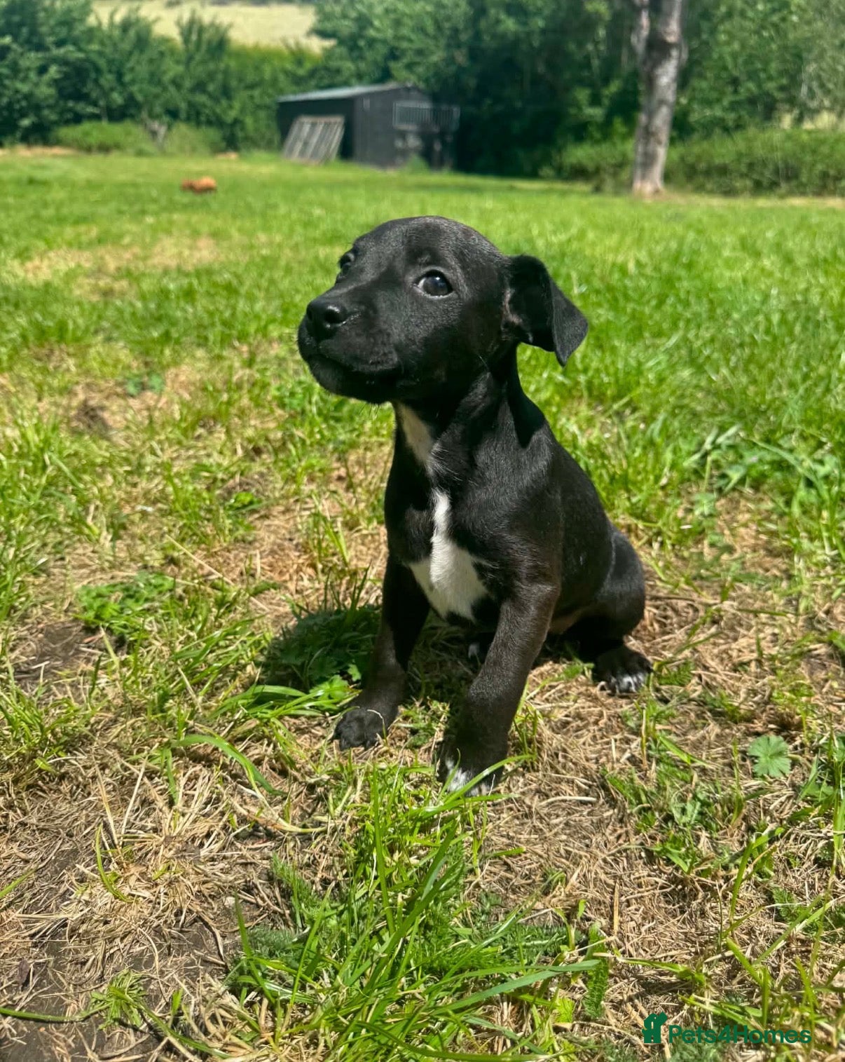 Patterjack dogs  One girl left! Patterjack puppy - Advert 1