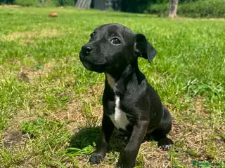 Patterjack dogs One girl left! Patterjack puppy - Advert 12