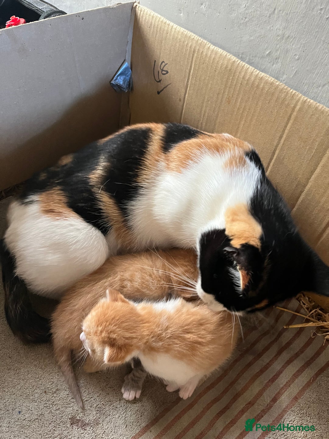 Mixed Breed cats for sale: 1 tabby and 2 ginger male kittens available  - Image 3