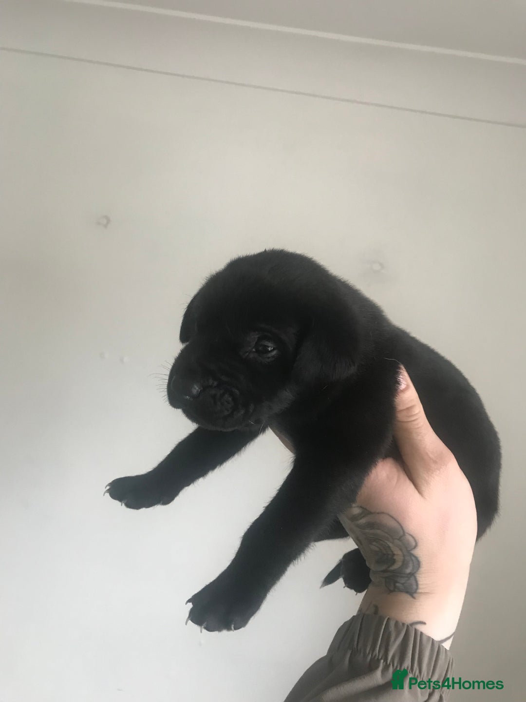 Mixed Breed dogs for sale: Presa shepherds  - Advert 6