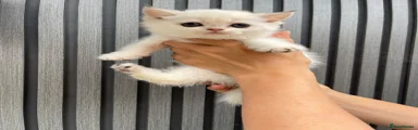 Scottish Fold 3