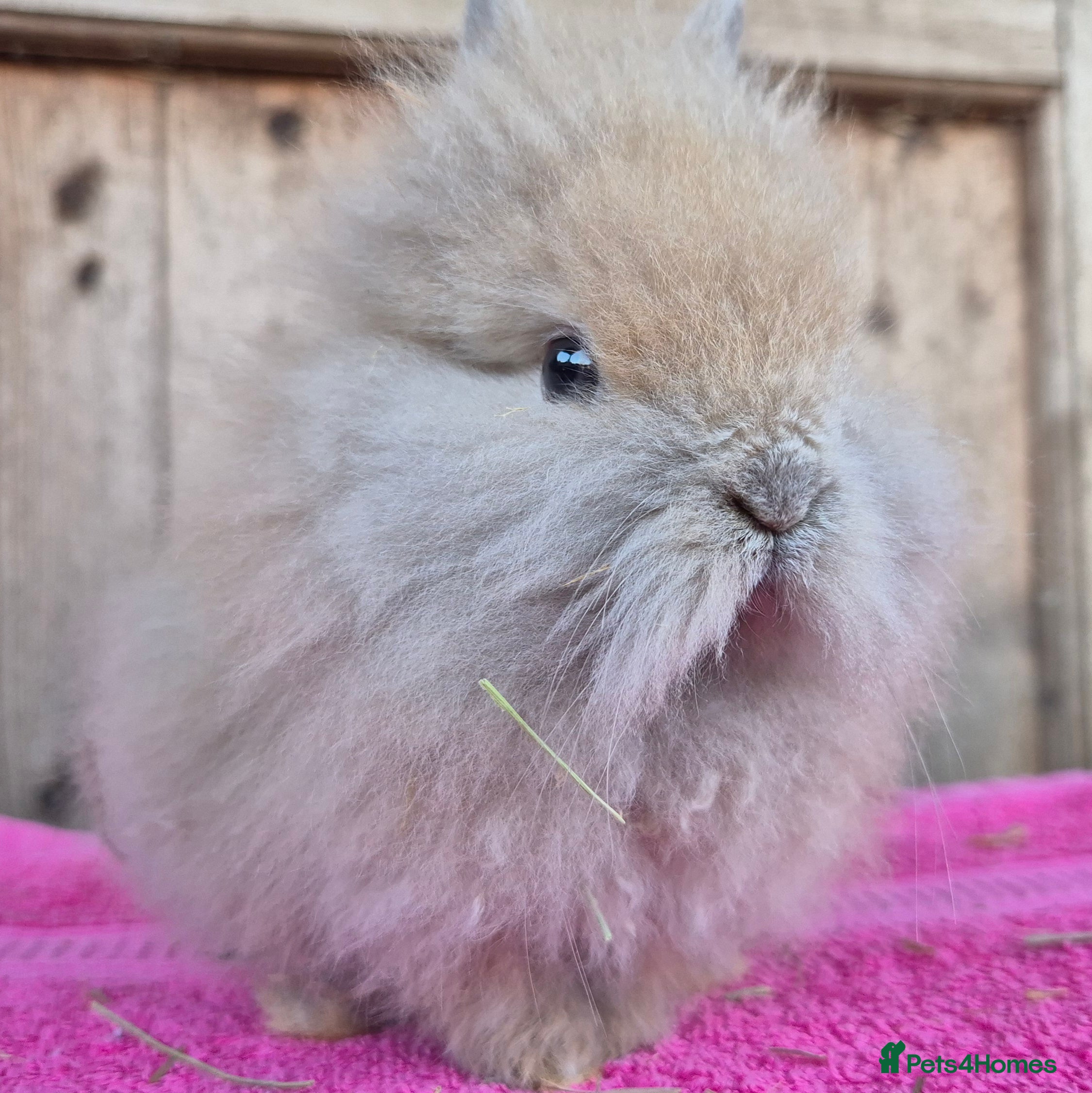 Mini Lop rabbits  lion heads. Ready now  - Advert 8