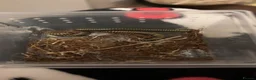 Millipedes invertebrates for sale: 1 bumblebee millipede - Advert 2