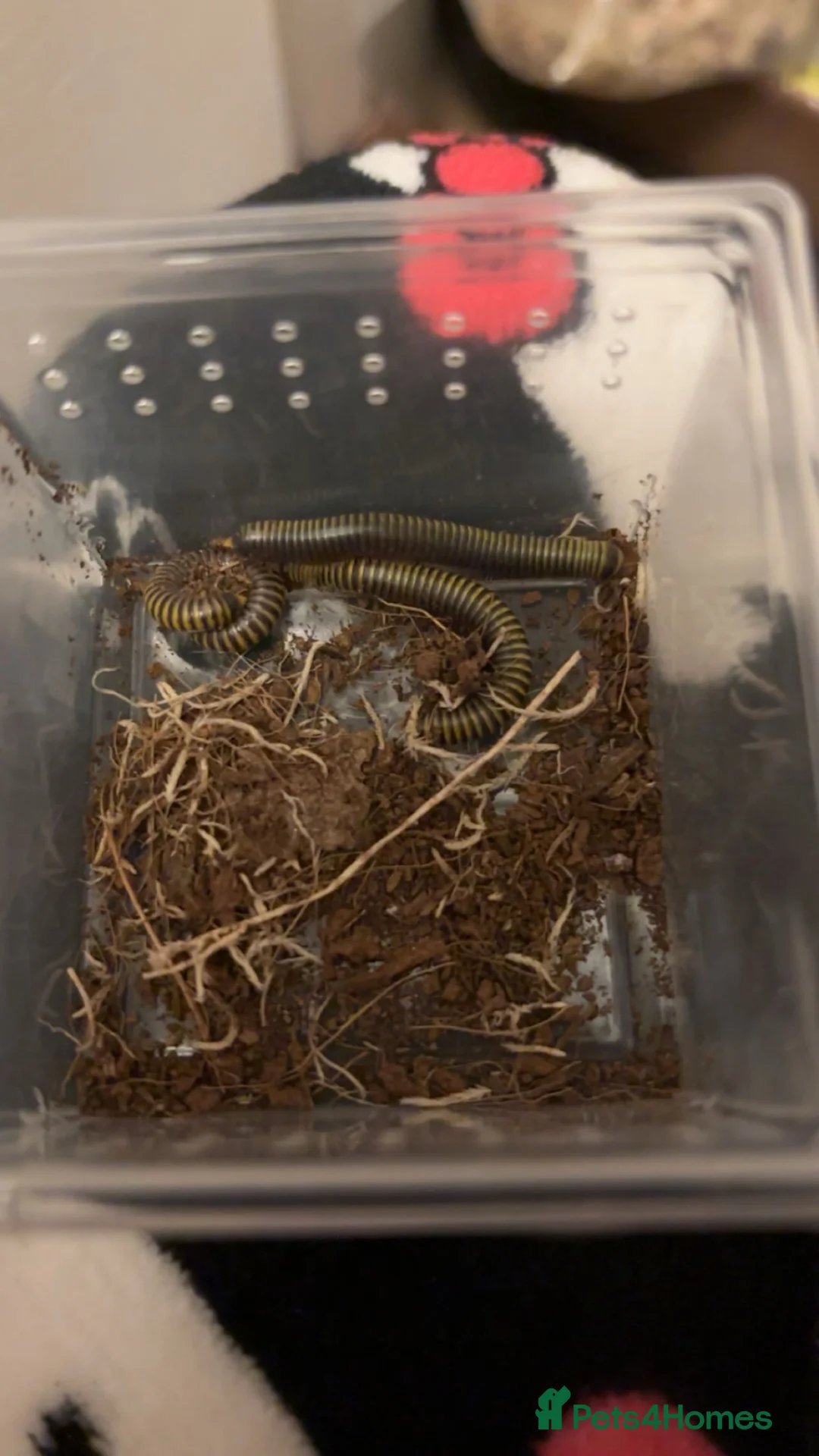 Millipedes invertebrates for sale: 1 bumblebee millipede - Advert 2