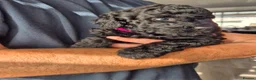 Miniature Poodle dogs for sale: 7 beautiful miniature poodles - Advert 6
