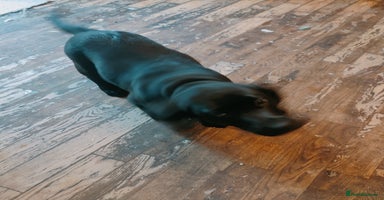 Labrador Retriever dogs - Advert 5