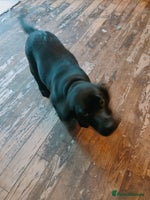 Labrador Retriever dogs - Advert 6