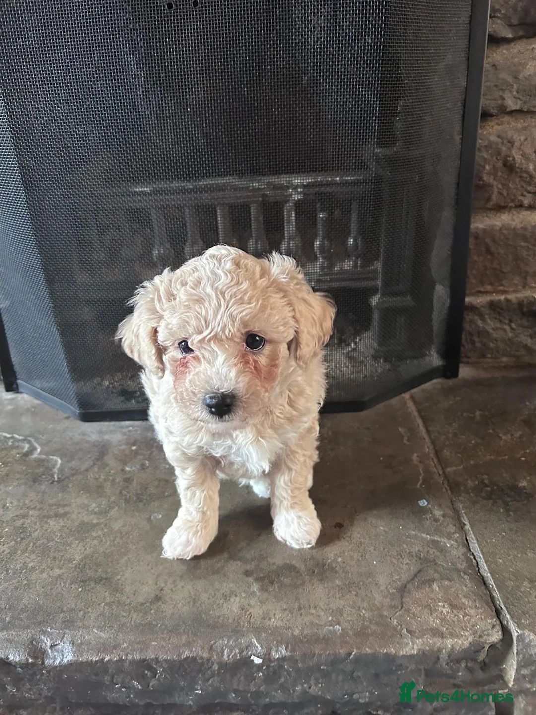 Mixed Breed dogs for sale:  Cavapoochon   - Advert 9