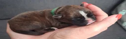 Boxer dogs for sale: Beautiful Boxer Puppies (long tail) in Hove - Advert 1