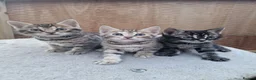 Bengal cats for sale: Bengal cat kitten in Birmingham - Advert 2