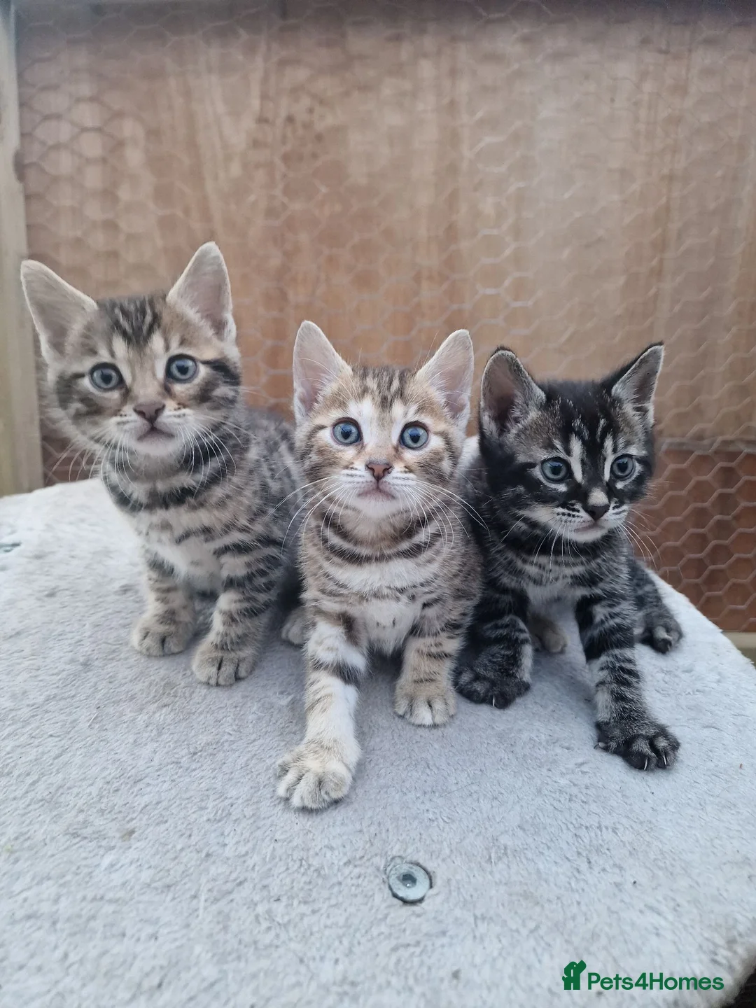 Bengal cats for sale: Bengal cat kitten in Birmingham - Advert 2