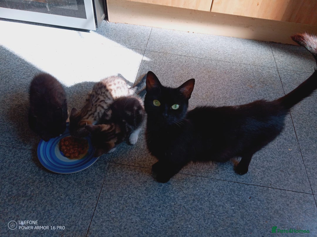 Mixed Breed cats for sale: 3 kittens, 9 weeks old, 1 male, 2 females - Image 7