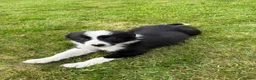 Border Collie dogs for sale: Rare Welsh Border Collie Puppies - Advert 10