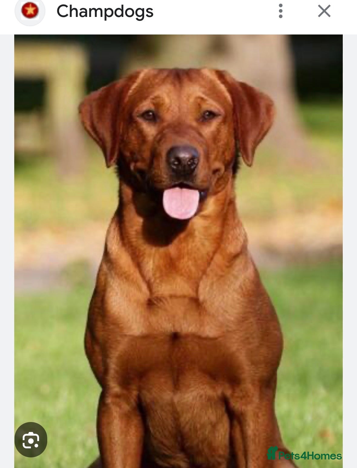 Labrador Retriever dogs for sale: Stunning KC registered working lab puppies  - Advert 6