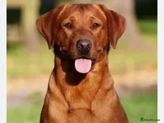 Labrador Retriever dogs Stunning KC registered working lab puppies - Advert 14