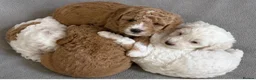 Cavapoo dogs for sale: Cavapoo x Australian labradoodle puppies  in Northampton - Advert 6