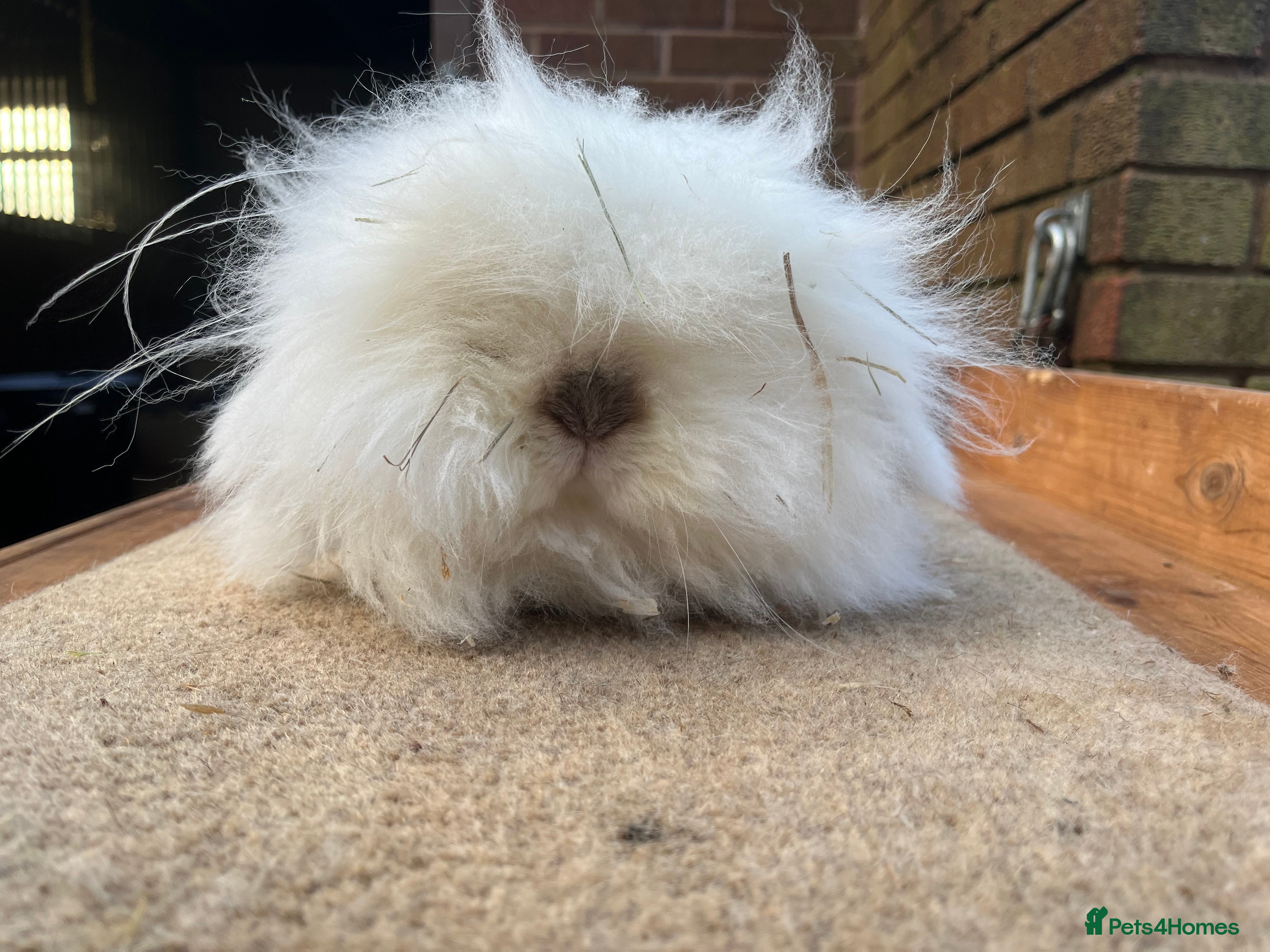 Mini Lion Lop rabbits Himalayan mini lion lop - Advert 2