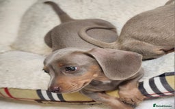 Miniature Dachshund dogs for sale: Dachshunds for sale  - Image 8