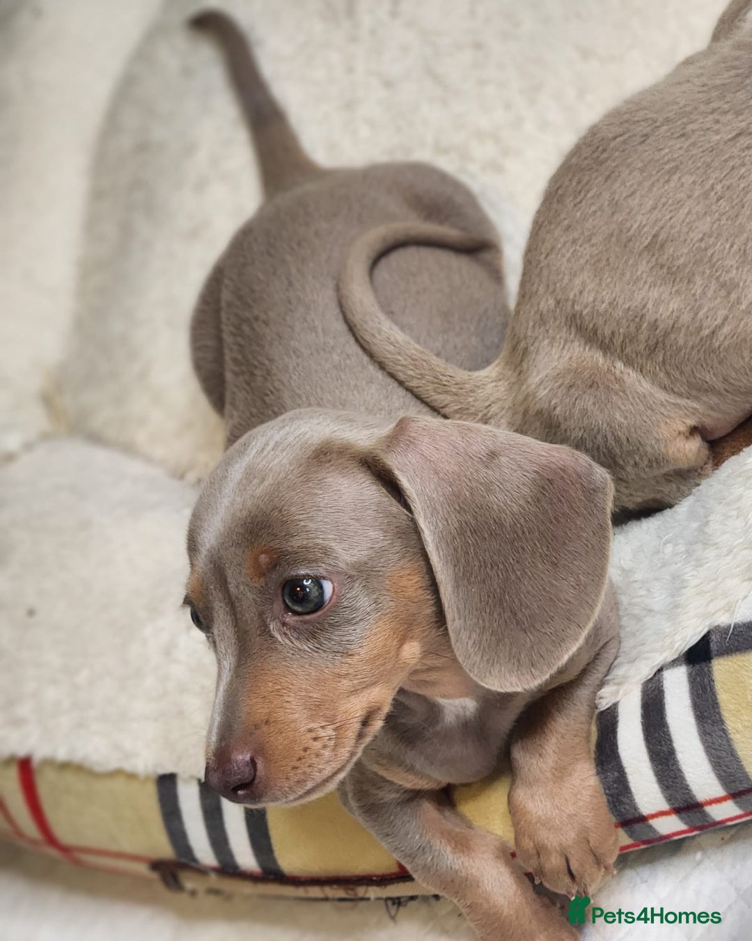 Miniature Dachshund dogs for sale: Dachshunds for sale  - Image 8