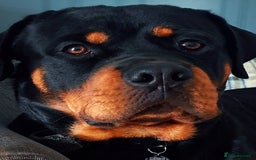 Rottweiler dogs for sale: Dave.  - Advert 7