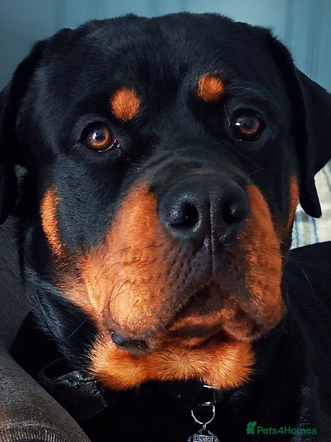 Rottweiler dogs for sale: Dave.  - Advert 7