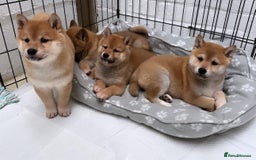 Japanese Shiba Inu dogs for stud: KC Registered Shiba Inu Stud Dog in Newcastle upon Tyne - Image 9