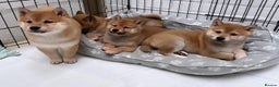Japanese Shiba Inu dogs for stud: KC Registered Shiba Inu Stud Dog in Newcastle upon Tyne - Advert 9