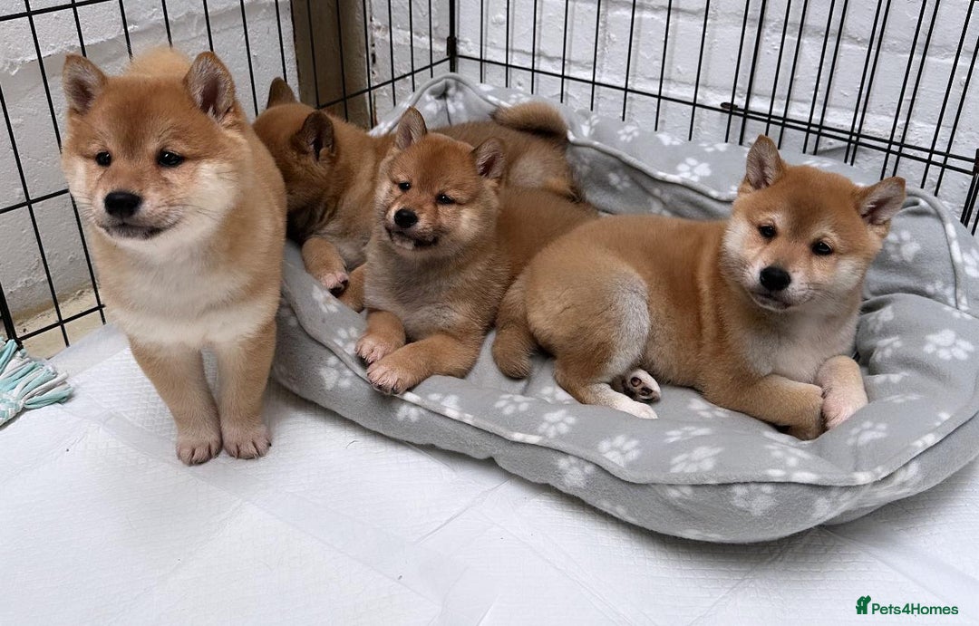 Japanese Shiba Inu dogs for stud: KC Registered Shiba Inu Stud Dog in Newcastle upon Tyne - Image 9