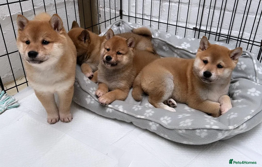 Japanese Shiba Inu dogs for stud: KC Registered Shiba Inu Stud Dog in Newcastle upon Tyne - Advert 9