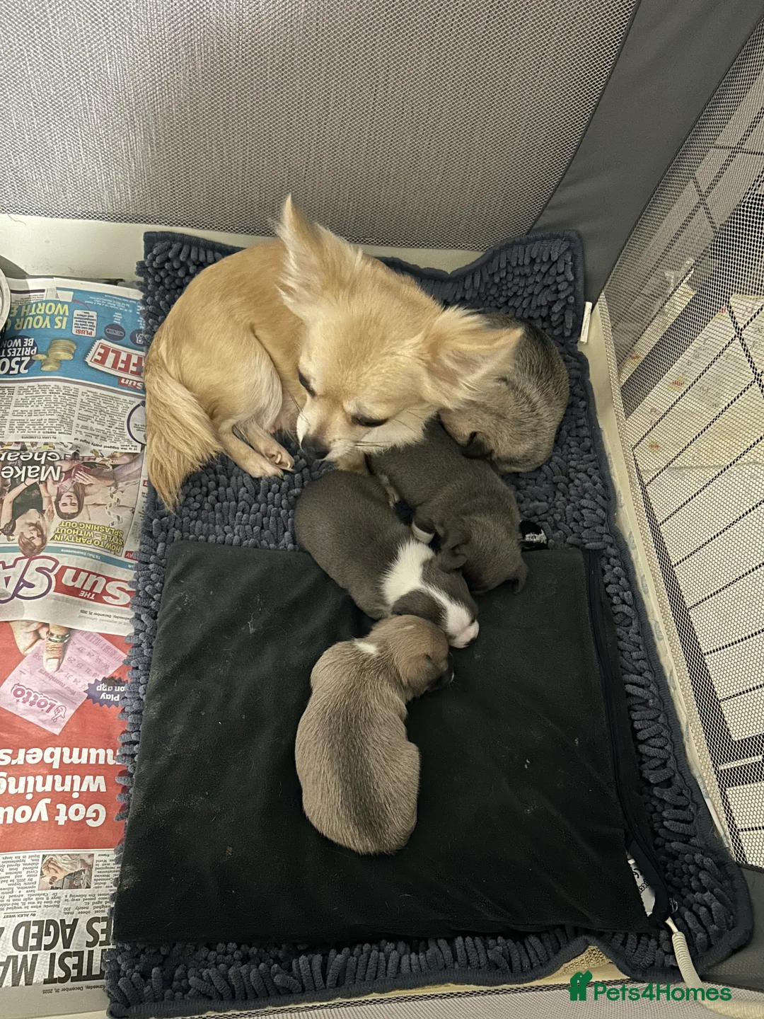 Chihuahua dogs for sale: Full pedigree Chihuahua puppies - Advert 9