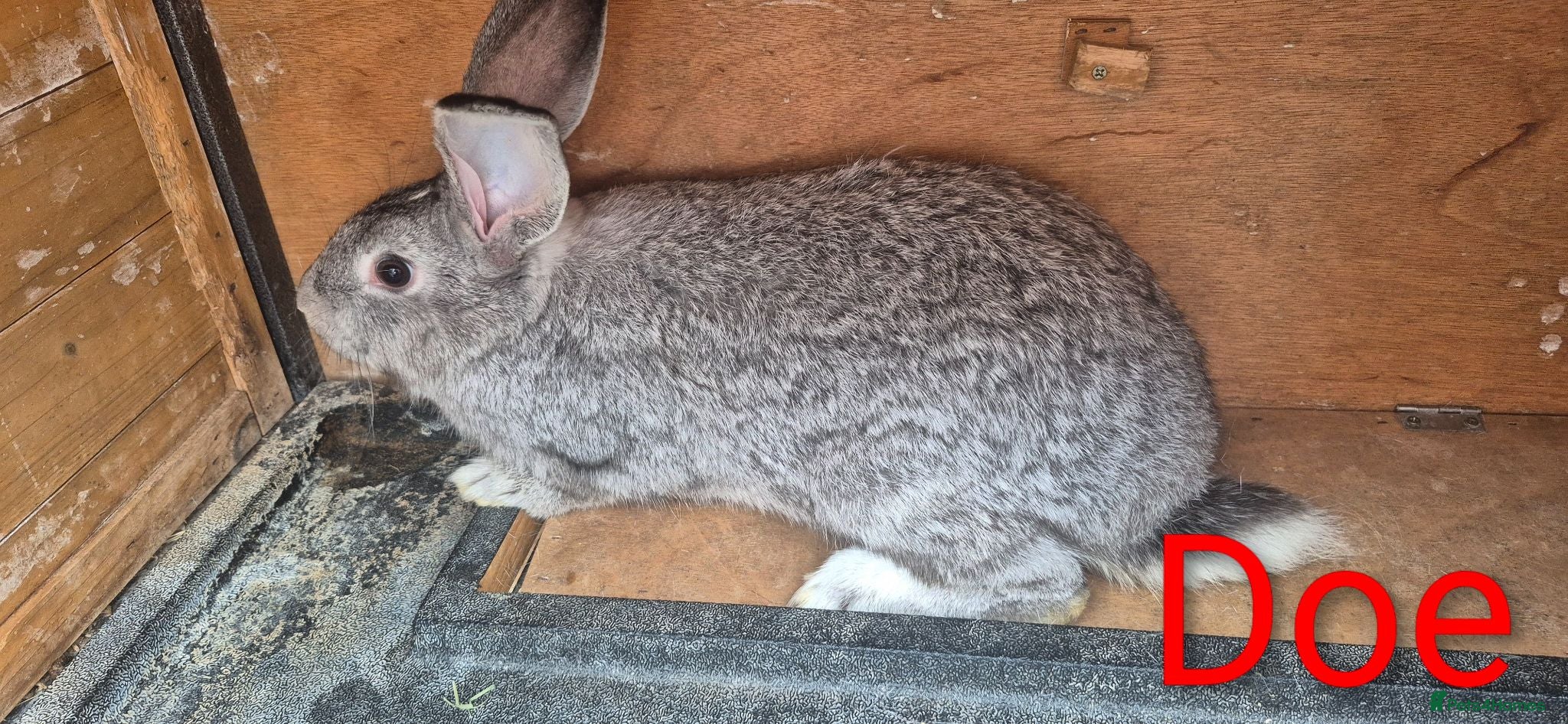 New Zealand rabbits Beautiful Rare Blue/Grey New Zealand bunny's  - Advert 1