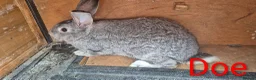 New Zealand rabbits for sale: Beautiful Rare Blue/Grey New Zealand bunny's  - Advert 1