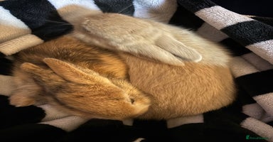 Rex rabbits - Advert 5