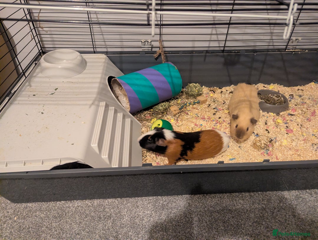 Guinea Pig rodents for sale: Pair of bonded male guinea pigs - Advert 6