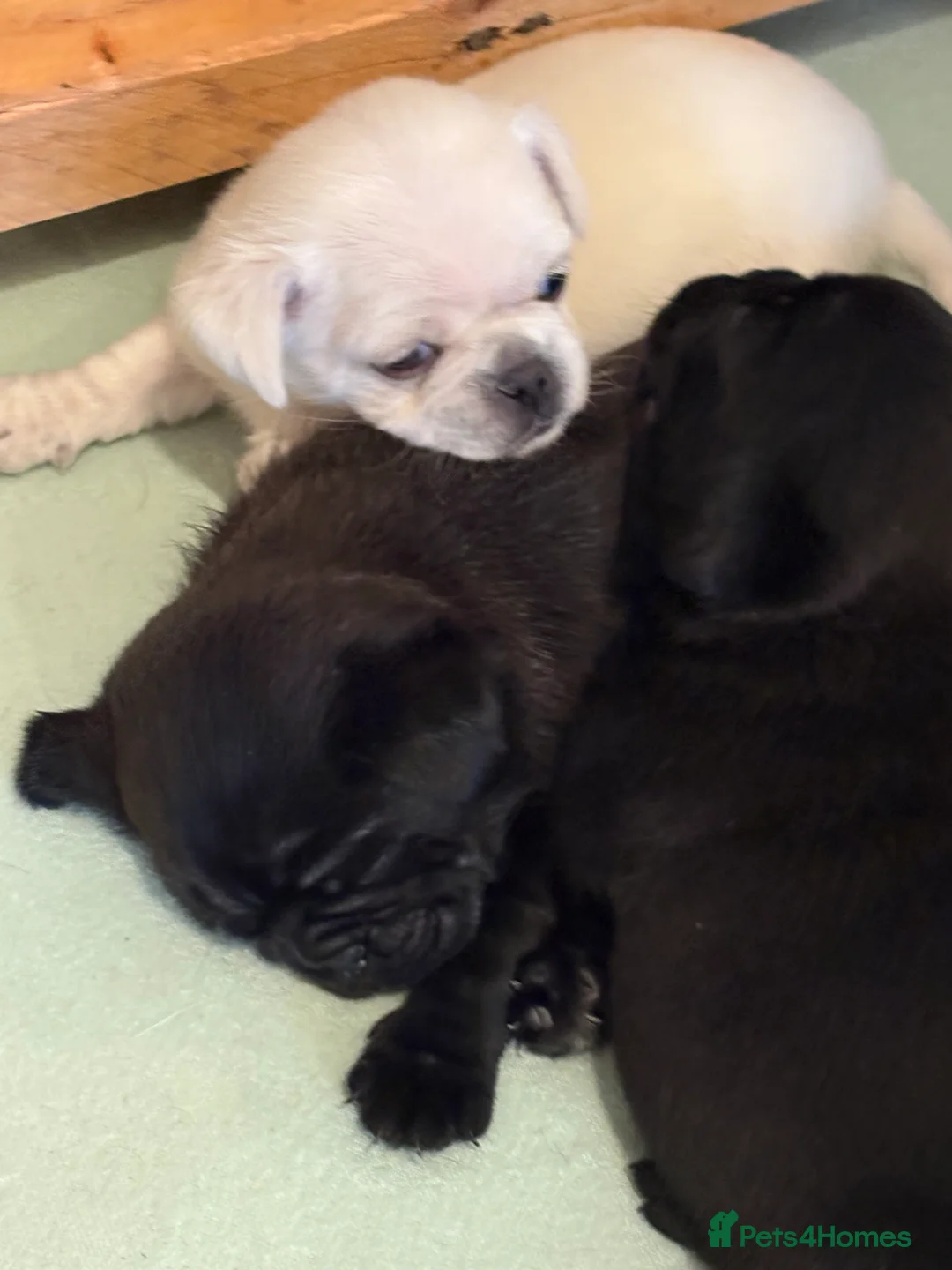 Pug dogs for sale: 3 gorgeous pug puppies - Advert 5