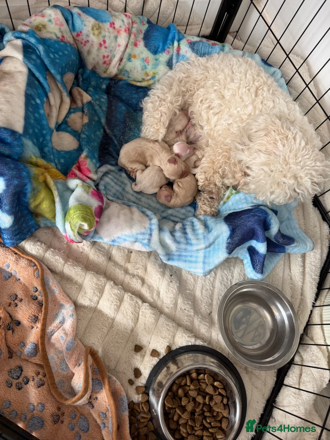 Mixed Breed dogs for sale: Cavacoton poo puppies - Advert 2