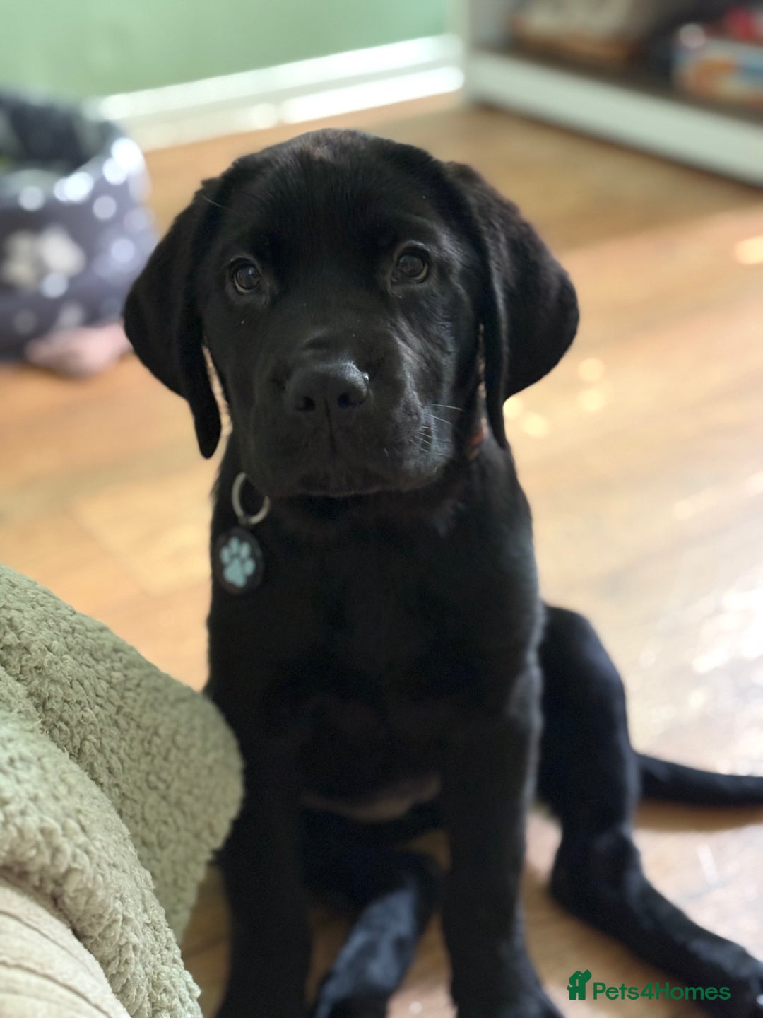 Mixed Breed dogs for sale: Bonnie - Image 5