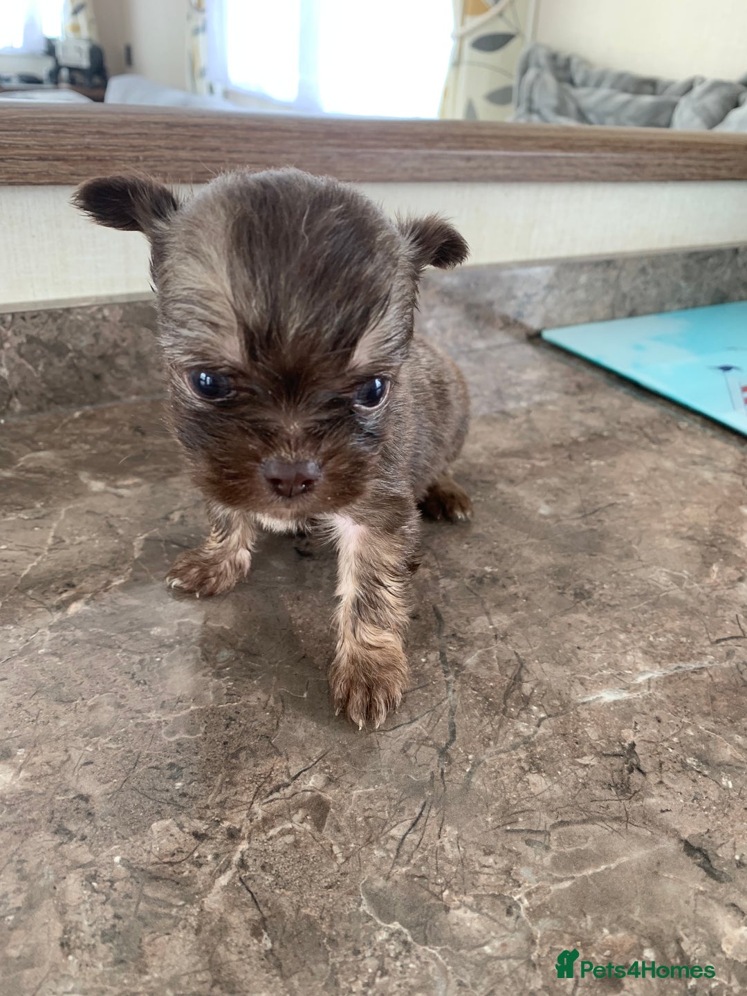 Mixed Breed dogs for sale: Lhasa apso x chihuahua pups  - Image 6