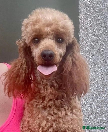 Miniature Poodle dogs KCd Red Miniature poodle standing at stud  - Advert 1