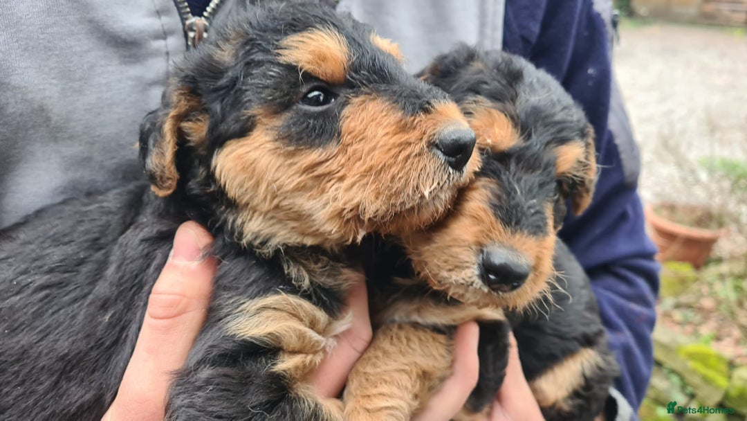 Miniature Airedale Terrier Puppies Airedale Puppy Training - Main Image