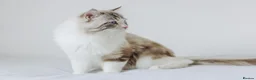 Ragdoll cats for stud: Stunning Seal Bicolour Lynx Ragdoll (stud only) - Advert 2