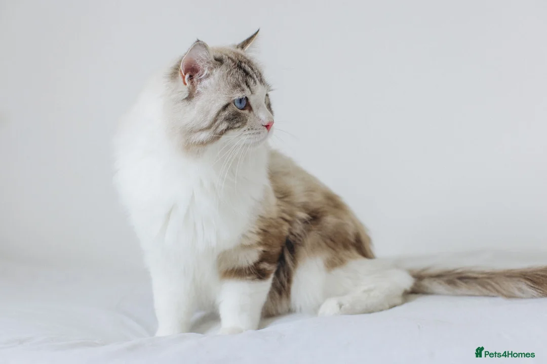Ragdoll cats for stud: Stunning Seal Bicolour Lynx Ragdoll (stud only) - Advert 2