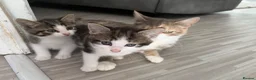 Mixed Breed cats for sale: 2 kittens  - Advert 14